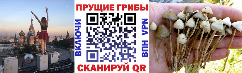 Псилоцибиновые грибы GOLDEN TEACHER  Миньяр 